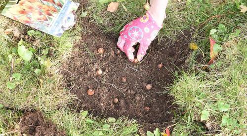 Работы в саду и огороде осенью. Осенние работы в огороде: ноябрь 22