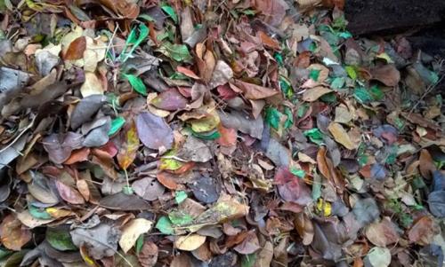 Работы в саду и огороде осенью. Осенние работы в огороде: ноябрь 03