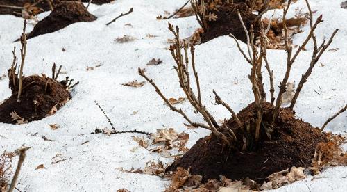 Подготовка садовых растений к зимовке. Добавление статьи в новую подборку 09 Подготовка садовых растений к зимовке. Добавление статьи в новую подборку 09