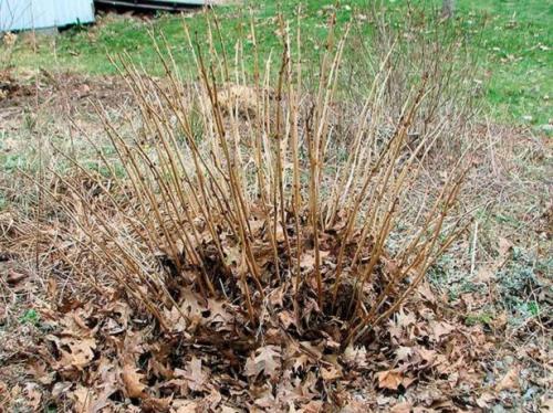 Подготовка сада и огорода к зиме после сбора урожая. Осенняя уборка сада и огорода после урожая