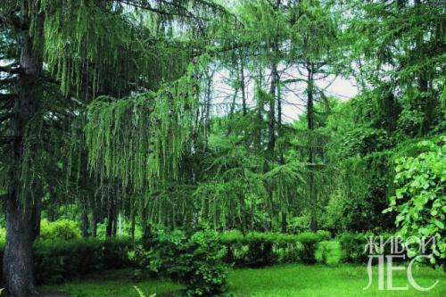 Подготовка растений к зиме биология. Листопад