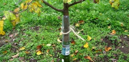 Подготовка сада и огорода к зиме после сбора урожая. Осенняя уборка сада и огорода после урожая 11