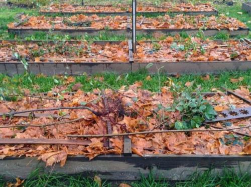 Подготовка сада и огорода к зиме после сбора урожая. Осенняя уборка сада и огорода после урожая