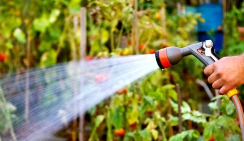 Подготовка огорода и плодовых деревьев к зиме. Подготовка плодовых деревьев к зиме