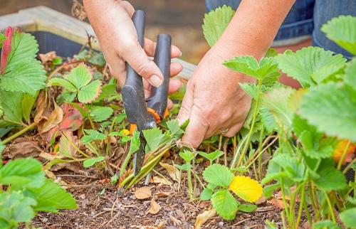 Химическая обработка сада осенью. Осенняя обработка сада: эффективные приемы против болезней и вредителей