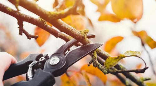 Осенние работы в саду и огороде. Сбор урожая 08