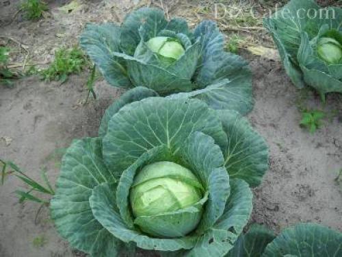 Осенние работы в огороде. Прячем картофель, томаты и капусту 02