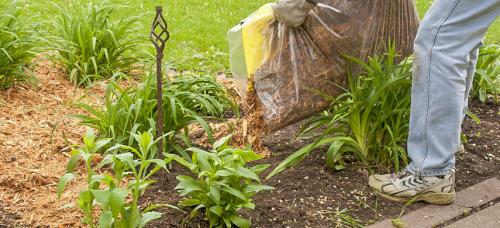Что делать с огородом осенью. Огород осенью: 10 полезных советов начинающим