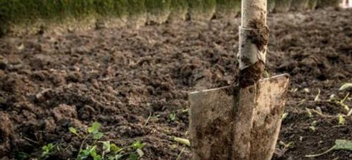 Как и чем опрыскивать сад осенью. Чем обработать сад осенью, чтобы избавиться от болезней и вредителей