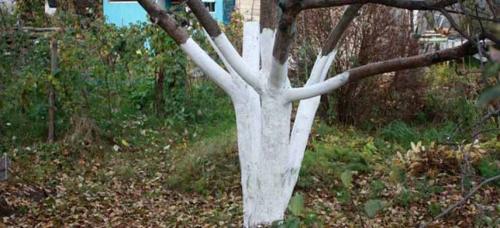 Как и чем опрыскивать сад осенью. Чем обработать сад осенью, чтобы избавиться от болезней и вредителей