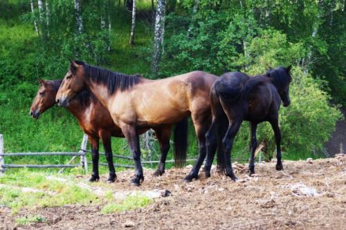 Можно ли сажать растения в перепревший навоз. Какие бывают виды навоза?