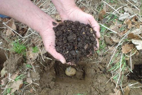 Как удобрять навозом весной. Что удобряют навозом весной