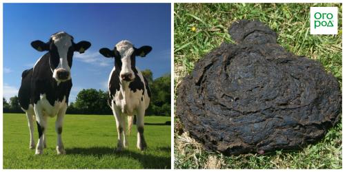 Как вносить навоз осенью под перекопку. Внесение органических удобрений 06