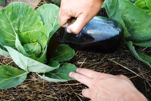 Как удобрять навозом весной. Что удобряют навозом весной