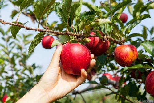 Что делать осенью в саду и огороде. Подготовка огорода к зиме 05