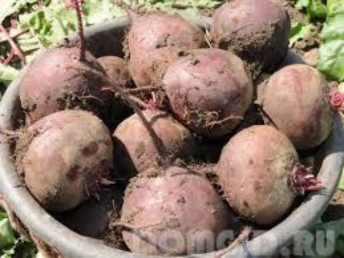 Что делать осенью в саду и огороде. Подготовка огорода к зиме 11