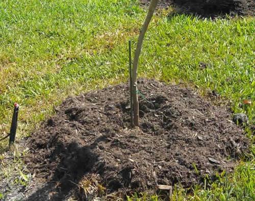 Работы в саду поздней осенью. Сроки обработки