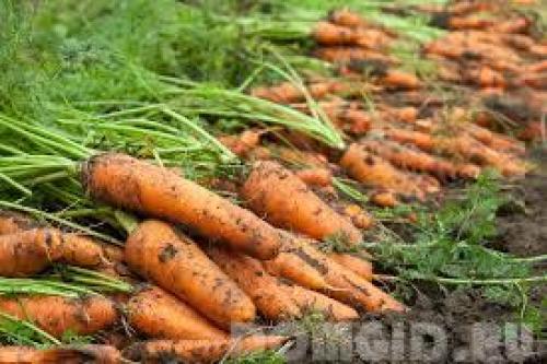 Что делать осенью в саду и огороде. Подготовка огорода к зиме 10