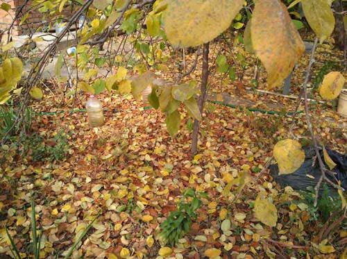 Работы в саду поздней осенью. Сроки обработки