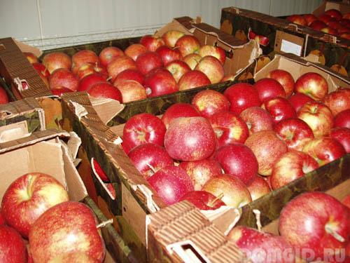 Что делать осенью в саду и огороде. Подготовка огорода к зиме 06