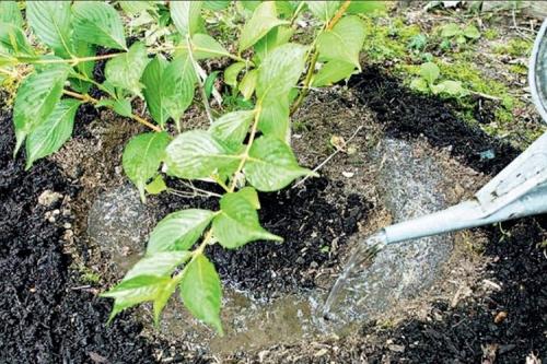 С чем нельзя смешивать доломитовую муку. Весной