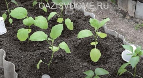 Подкормка огурцов доломитовой мукой. Подкормка разных растений