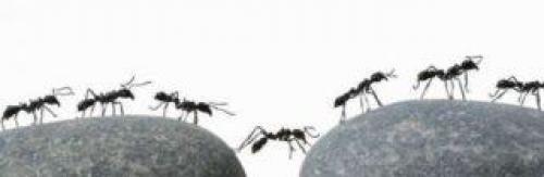 Как избавиться от муравьев в частном доме. Как муравьи попадают в дом 03 Как избавиться от муравьев в частном доме. Как муравьи попадают в дом 03