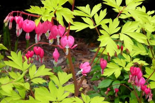 Цветы выращивание и уход. 50 самых неприхотливых цветов для дачи: многолетники и однолетние для ленивых и работяг