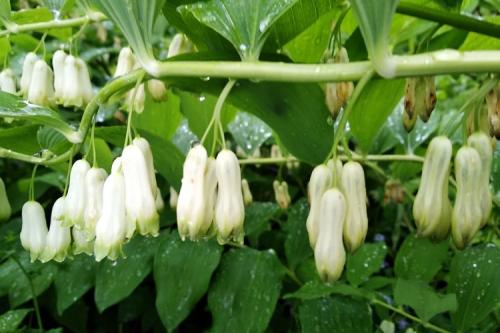 Цветы выращивание и уход. 50 самых неприхотливых цветов для дачи: многолетники и однолетние для ленивых и работяг