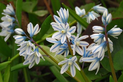 Цветы выращивание и уход. 50 самых неприхотливых цветов для дачи: многолетники и однолетние для ленивых и работяг