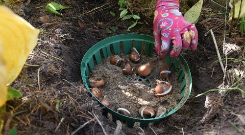 Как правильно проводить осенние работы в саду. Сроки обработки 07