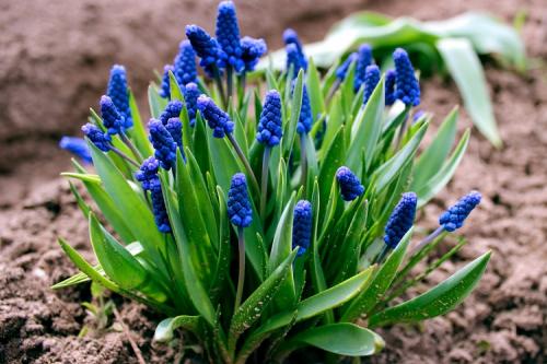 Цветы выращивание и уход. 50 самых неприхотливых цветов для дачи: многолетники и однолетние для ленивых и работяг