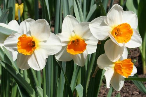 Цветы выращивание и уход. 50 самых неприхотливых цветов для дачи: многолетники и однолетние для ленивых и работяг