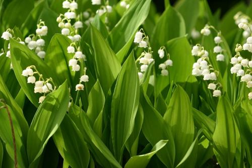 Цветы выращивание и уход. 50 самых неприхотливых цветов для дачи: многолетники и однолетние для ленивых и работяг