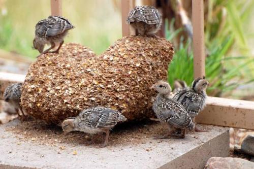 Куриный помет, как удобрение. Куриный помет. Как приготовить органическое удобрение 01 Куриный помет, как удобрение. Куриный помет. Как приготовить органическое удобрение 01