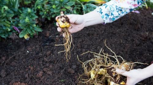 Какие инструменты и материалы необходимы для пересадки лилий. Когда и как правильно пересаживать лилии?