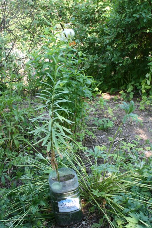 Как правильно посадить лилию в новый горшок или место. Лилии в контейнере. Как выращивать луковичные в отдельных вазонах