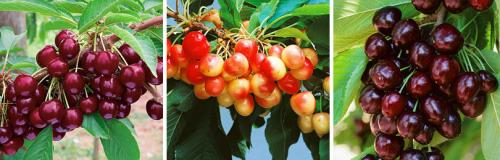 Черешня высота дерева. Черешня — описание 02