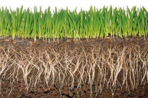 Удобрение под перекопку весной. Какие удобрения вносить весной?