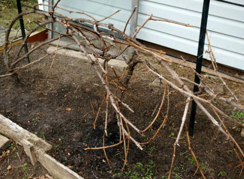 Сезонные работы в ноябре окружающий мир. Сад: сезонные работы в ноябре