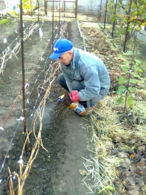 Работы в саду в ноябре. Что можно делать на участке в ноябре: обработка сада