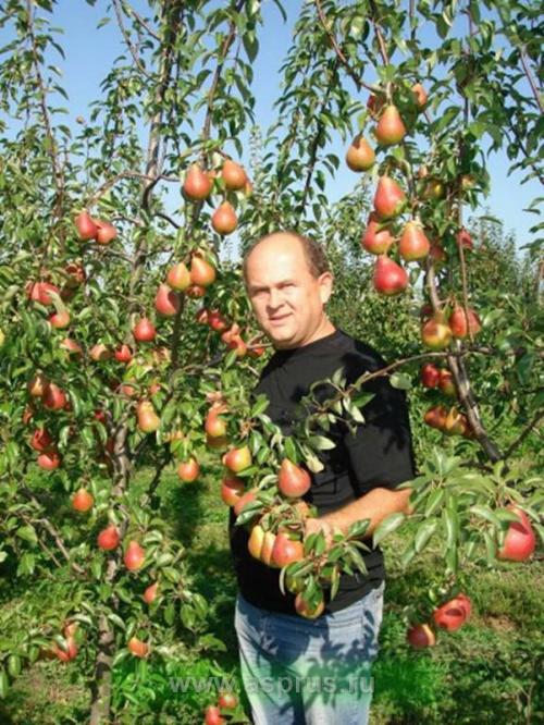 Как защитить огород от града. Град во время и после цветения садов