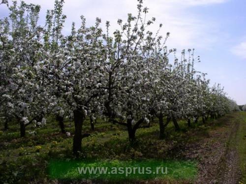 Как защитить огород от града. Град во время и после цветения садов