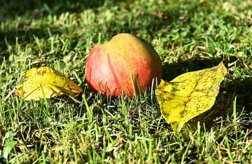 Природное земледелие подготовка огорода к зиме. Осенний уход за деревьями и кустарниками
