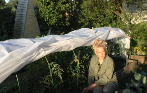 Как помочь огурцам после града. Град и ливни нипочем: как защитить и приумножить урожай в аномальную погоду