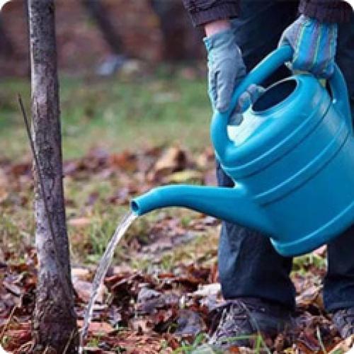 Подготовка саженцев к зиме. КАК ПОДГОТОВИТЬ САД К ЗИМЕ