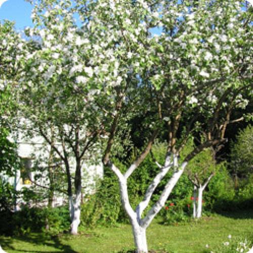 Подготовка саженцев к зиме. КАК ПОДГОТОВИТЬ САД К ЗИМЕ