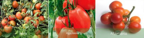 Томаты низкорослые без пасынкования для теплиц. Лучшие сорта томатов, не требующих пасынкования