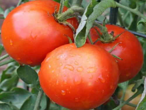 Семена помидор для открытого грунта низкорослые без пасынкования. Лучшие сорта низкорослых помидор без пасынкования для открытого грунта