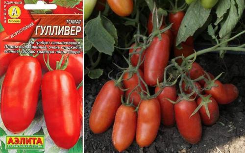 Низкорослые помидоры для открытого грунта. Крупноплодные и низкорослые для открытого грунта